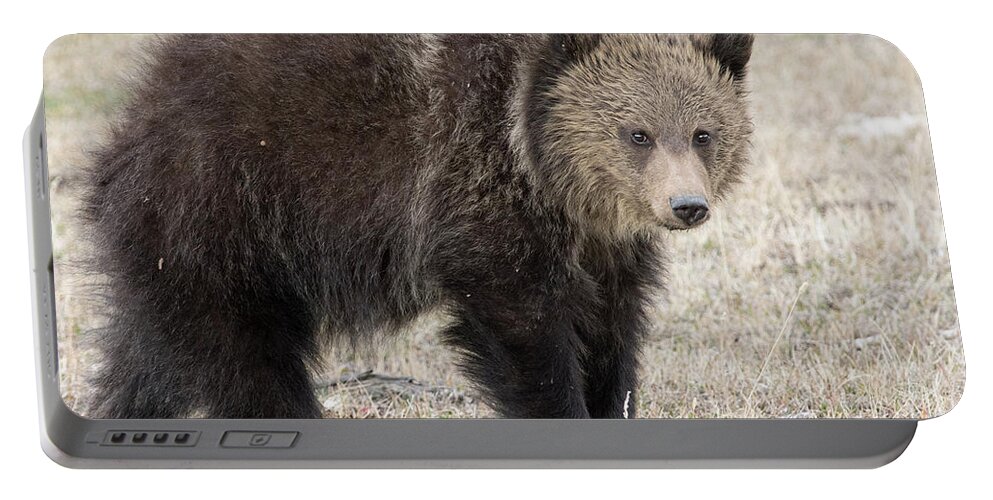 Grizzly Cub Portable Battery Charger featuring the photograph Little America Cub by Deby Dixon