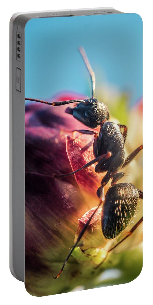 Ant Portable Battery Charger featuring the photograph Little Ant on the flower by Lilia S