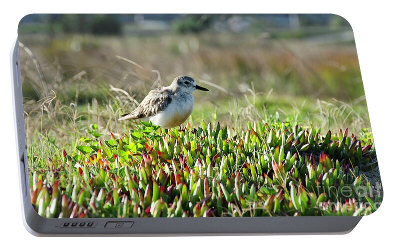 Bird Portable Battery Charger featuring the photograph Little bird by Yurix Sardinelly