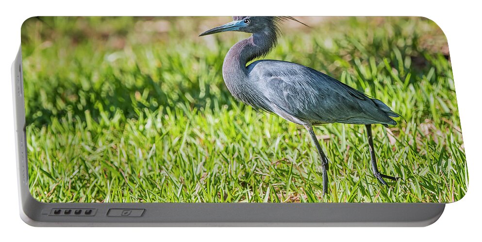 Heron Portable Battery Charger featuring the photograph Little Blue Heron by Peg Runyan