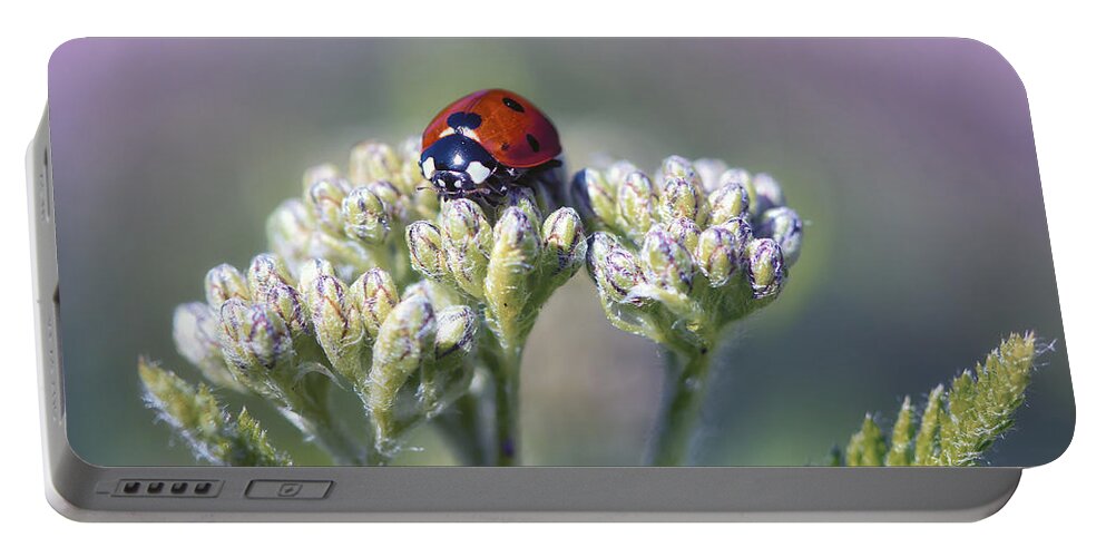 Ladybug Portable Battery Charger featuring the photograph Little Lady on Top by Bill and Linda Tiepelman