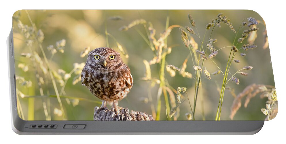 Little Owl Portable Battery Charger featuring the photograph Little Owl Big World by Roeselien Raimond