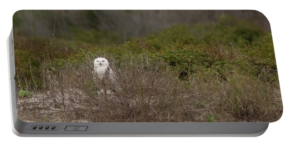 Snowy Owl Portable Battery Charger featuring the photograph Little Talbot Snowbird by Paul Rebmann