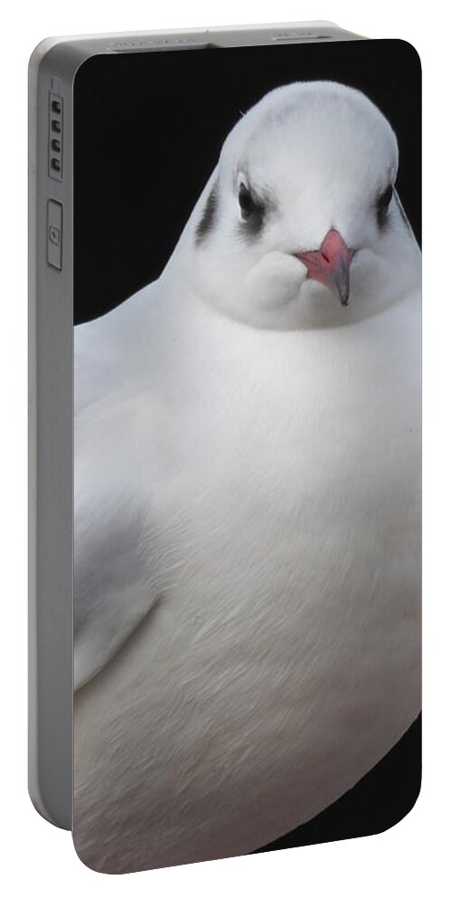 Gull Portable Battery Charger featuring the photograph Mediterranean Gull by Margaret Brooks