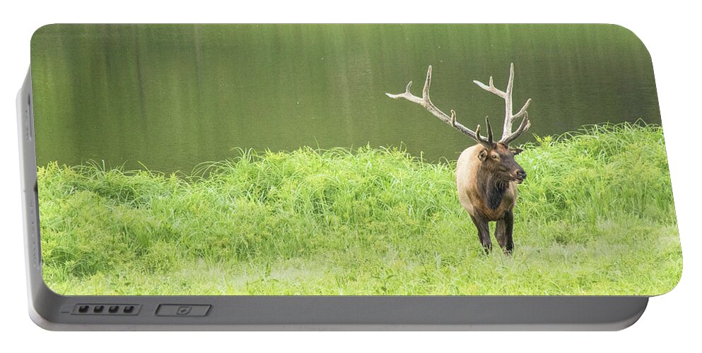 Elk Portable Battery Charger featuring the photograph Lone Elk by Holly Ross