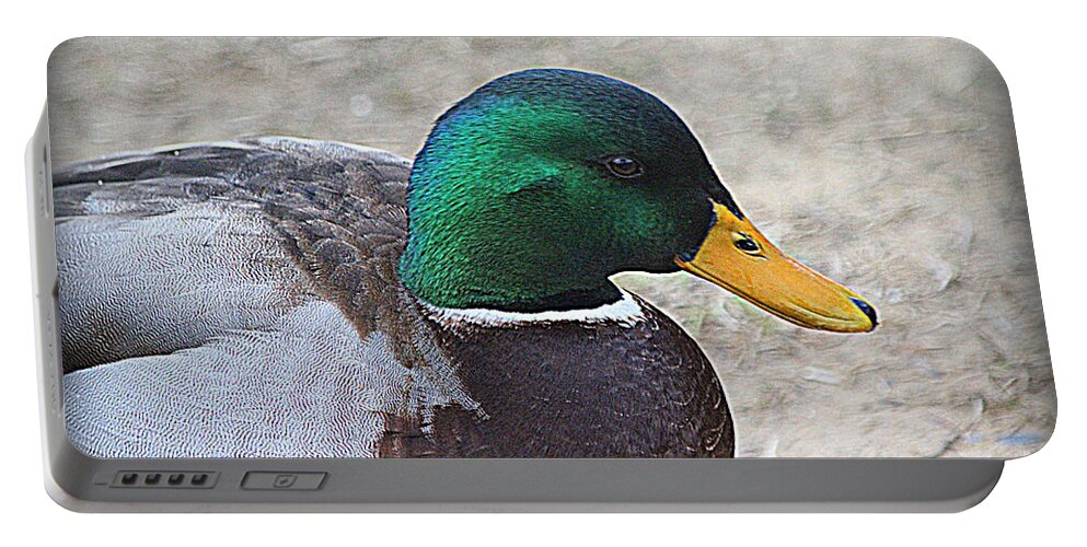 Mallard Duck Portable Battery Charger featuring the photograph Lone Mallard Duck by Kathy White