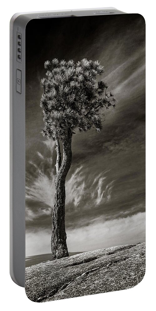 California Portable Battery Charger featuring the photograph Lone Tree by Rikk Flohr