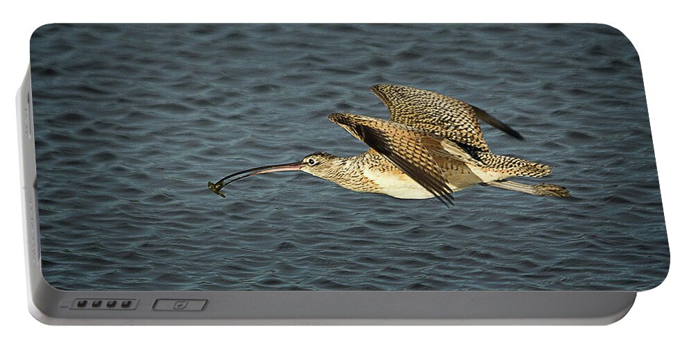 Curlew Portable Battery Charger featuring the photograph Long-Billed Curlew in Flight by Morgan Wright