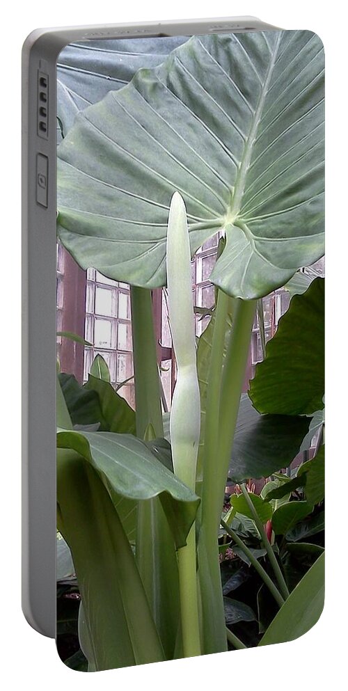 Elephant Ear Portable Battery Charger featuring the photograph Long Ear by Pamela Henry