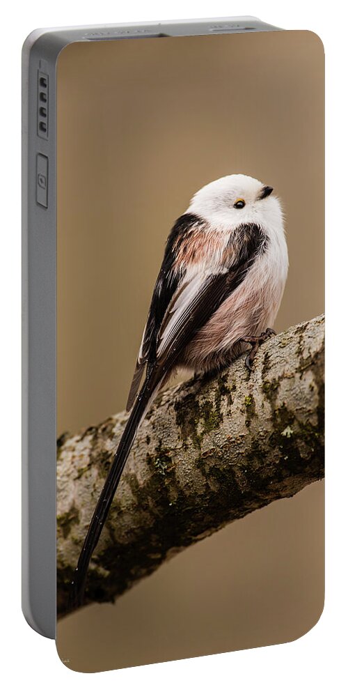 Long-tailed Tit Portable Battery Charger featuring the photograph Long-tailed tit on the oak branch by Torbjorn Swenelius