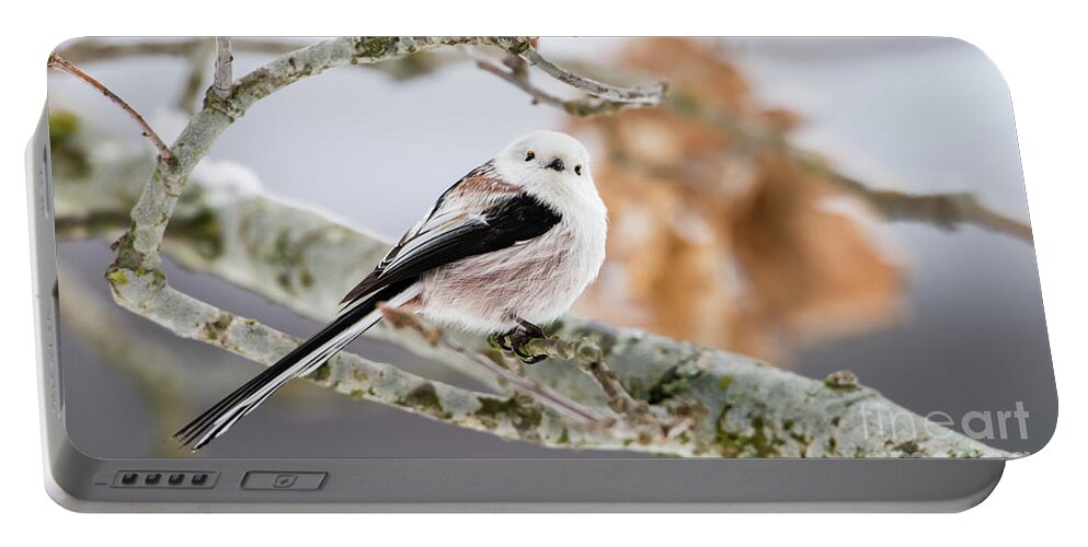 Long-tailed Tit Portable Battery Charger featuring the photograph Long-tailed tit by Torbjorn Swenelius