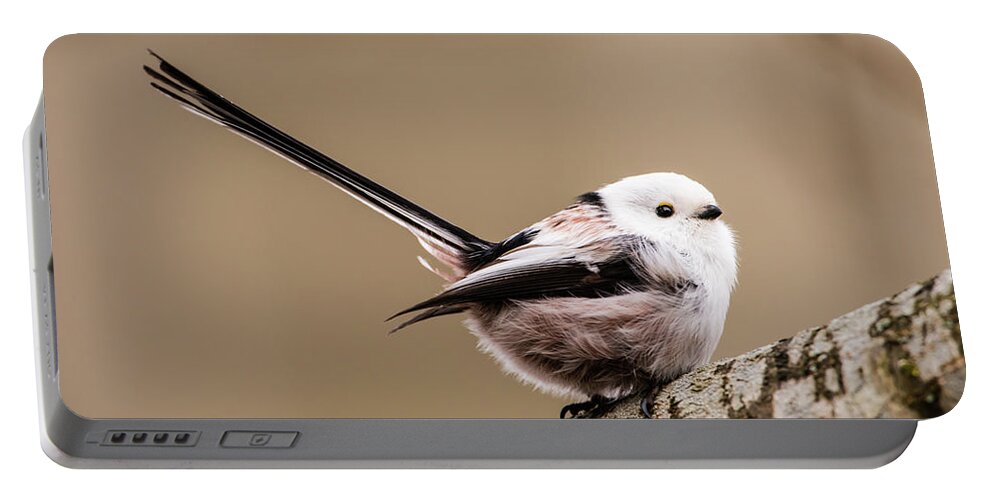 Long-tailed Tit Portable Battery Charger featuring the photograph Long-tailed tit wag the tail by Torbjorn Swenelius