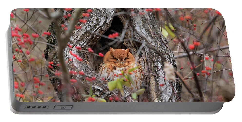 Owl Portable Battery Charger featuring the photograph Long Winter's Nap... by Holly Ross