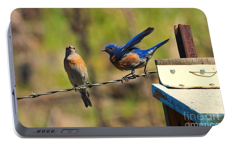 Western Bluebirds Portable Battery Charger featuring the photograph Look My Way by Michael Dawson