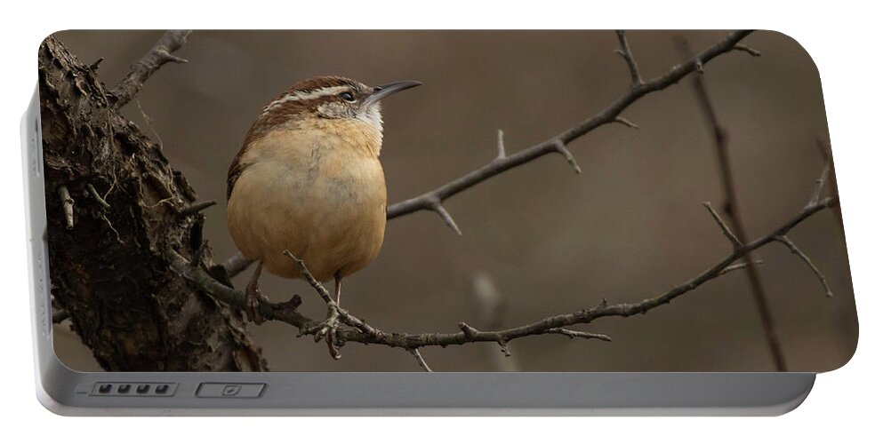 Bird Portable Battery Charger featuring the photograph Look to the Light by Jody Partin