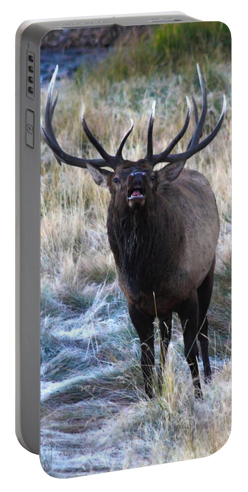 Bull Elk Portable Battery Charger featuring the photograph Looking For A Showdown by Shane Bechler