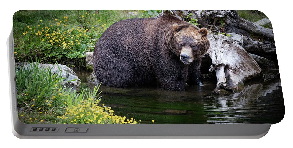 Bear Portable Battery Charger featuring the photograph Looking for Dinner by Bruce Bonnett