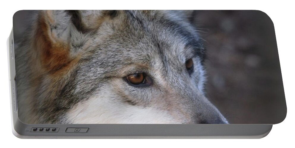 Wolf Portable Battery Charger featuring the photograph Looking Onward by Elaine Malott