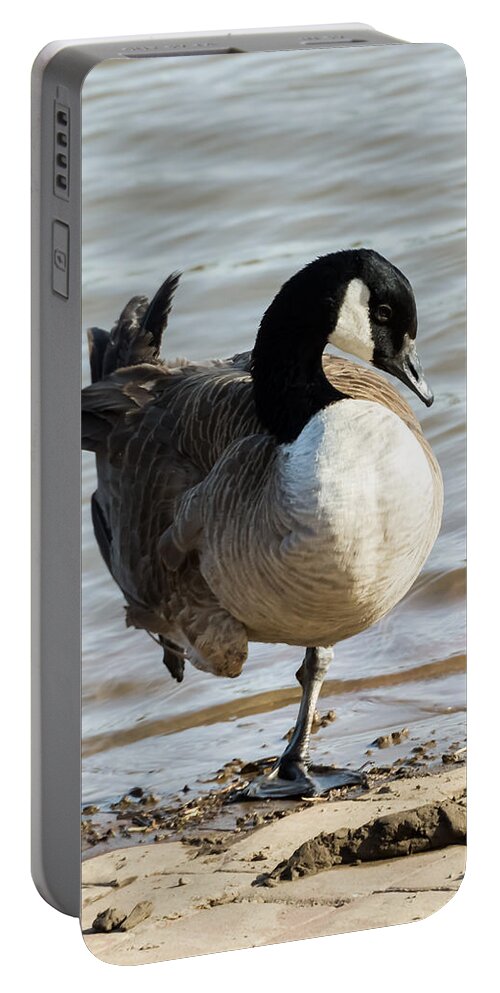 Jan Holden Portable Battery Charger featuring the photograph Canada Goose Looking Pretty by Holden The Moment