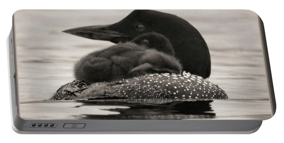 Common Loon Portable Battery Charger featuring the photograph Loons, Father and Son Square by Sandra Huston