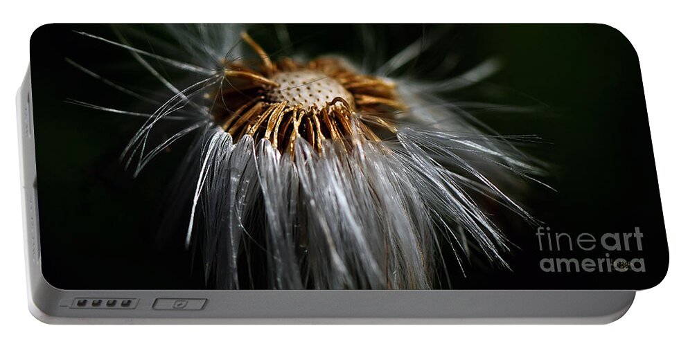 Dandelion Portable Battery Charger featuring the photograph Losing It by Lois Bryan