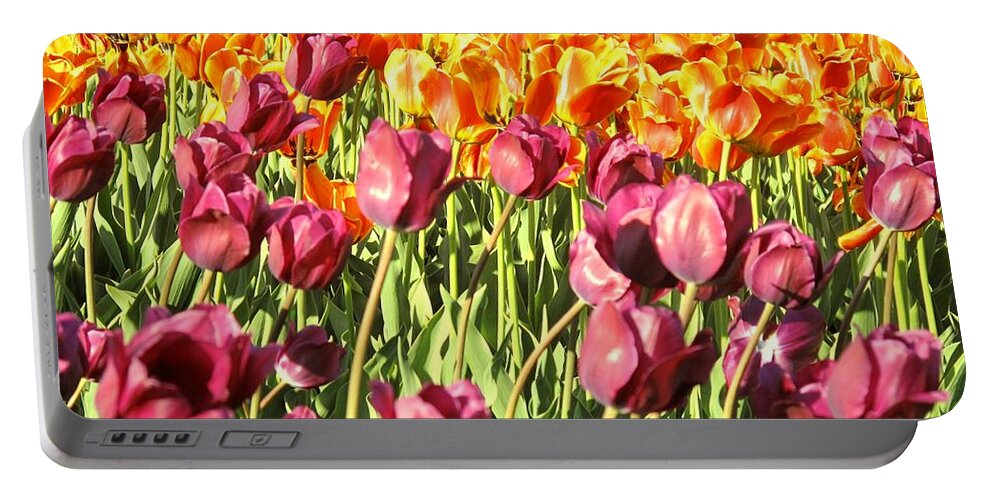 Tulips Portable Battery Charger featuring the photograph Lots Of Tulips by Ian MacDonald