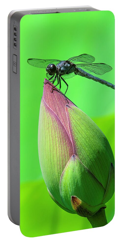 Lotus Portable Battery Charger featuring the photograph Lotus Bud and Slaty Skimmer Dragonfly DL0105 by Gerry Gantt