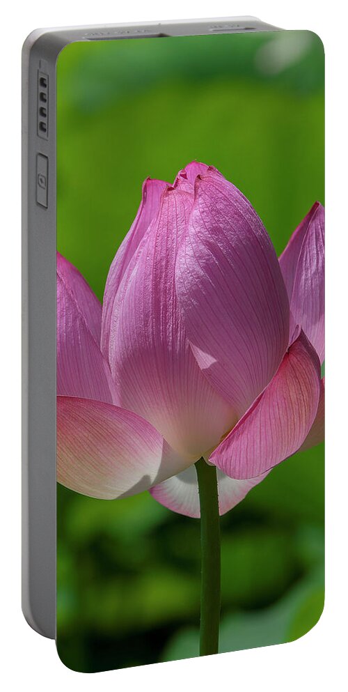 Lotus Portable Battery Charger featuring the photograph Lotus Bud--Opening Up ii DL0091 by Gerry Gantt