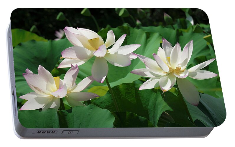 Lotus Portable Battery Charger featuring the photograph Lotus--Sisters iv DL0085 by Gerry Gantt