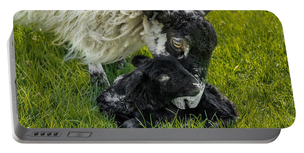 Birds & Animals Portable Battery Charger featuring the photograph Just Born by Nick Bywater