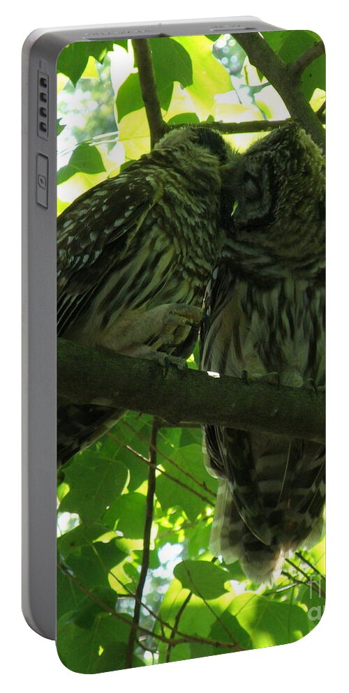 Owls Portable Battery Charger featuring the photograph Love Owls by Lainie Wrightson