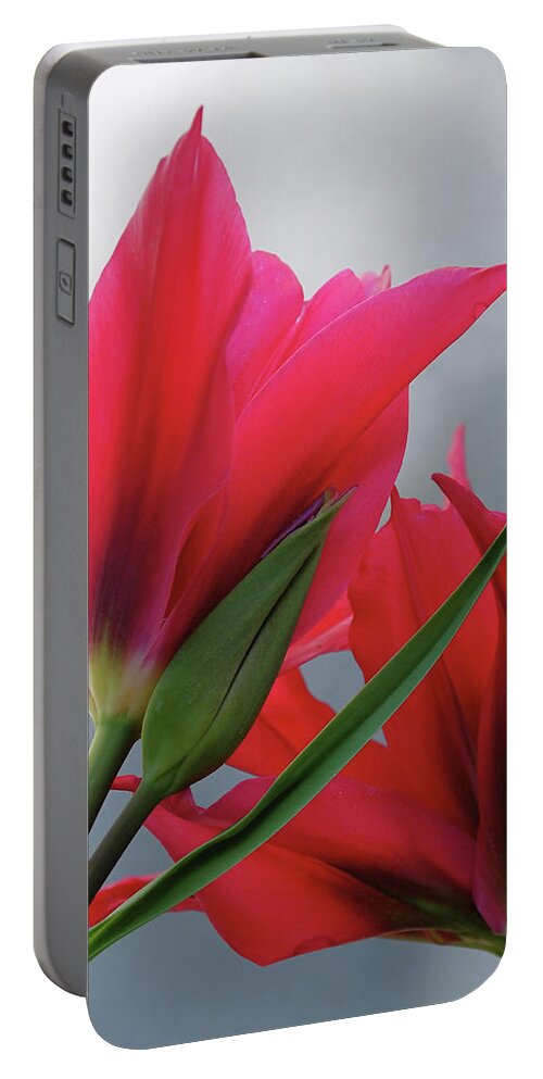 Tulips Portable Battery Charger featuring the photograph Love by Rona Black