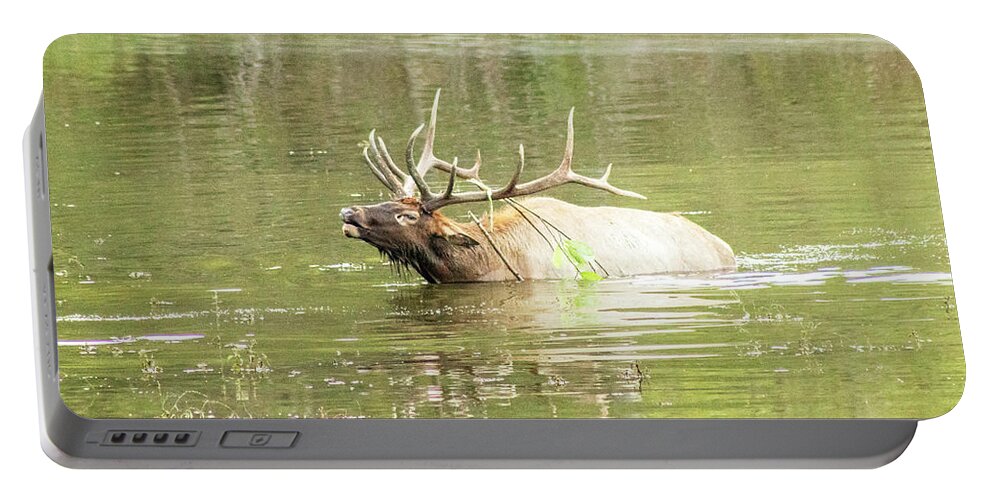 Elk Portable Battery Charger featuring the photograph Love Songs by Holly Ross