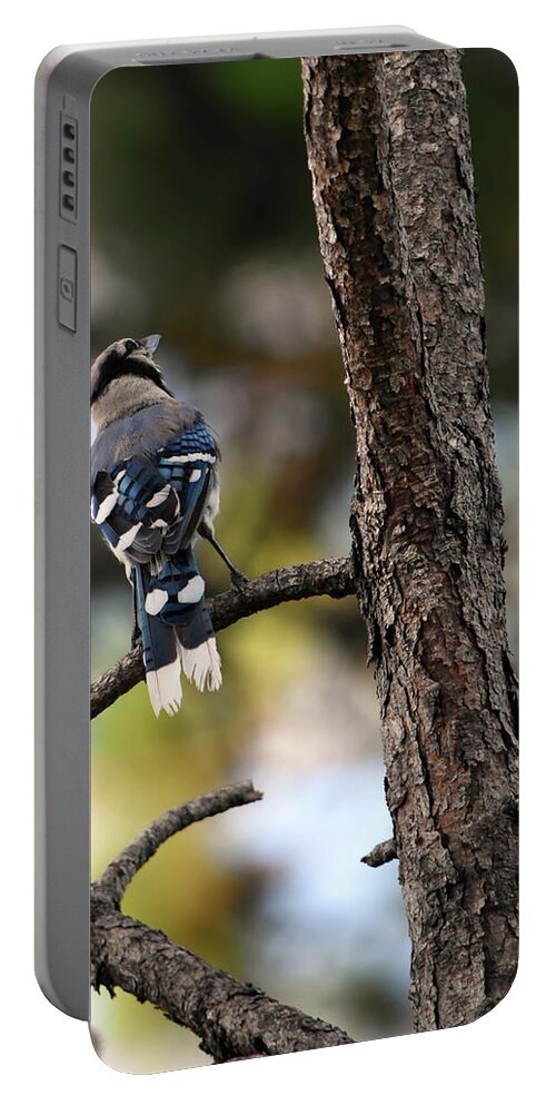 Lovely Blue Jay Markings Portable Battery Charger featuring the photograph Lovely Blue Jay Markings by William Tasker