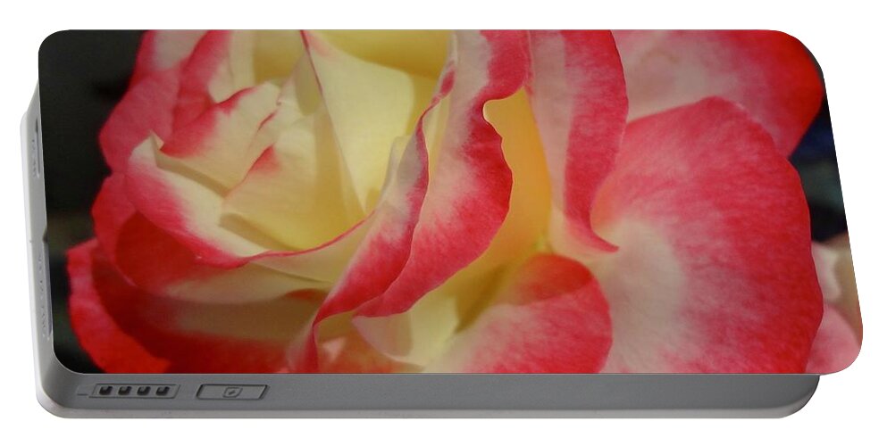 Rose Portable Battery Charger featuring the painting Lovely Rose by Jenny Lee