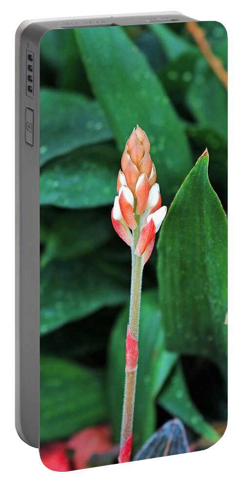 Ludisia Discolor Portable Battery Charger featuring the photograph Ludisia Discolor by Michiale Schneider