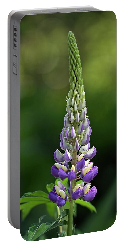 Lupin Portable Battery Charger featuring the photograph Lupine by Juergen Roth
