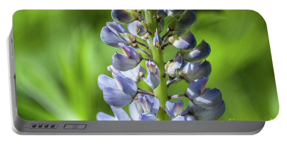 Lupine Portable Battery Charger featuring the photograph Lupinus Polyphyllus by Iluphoto 