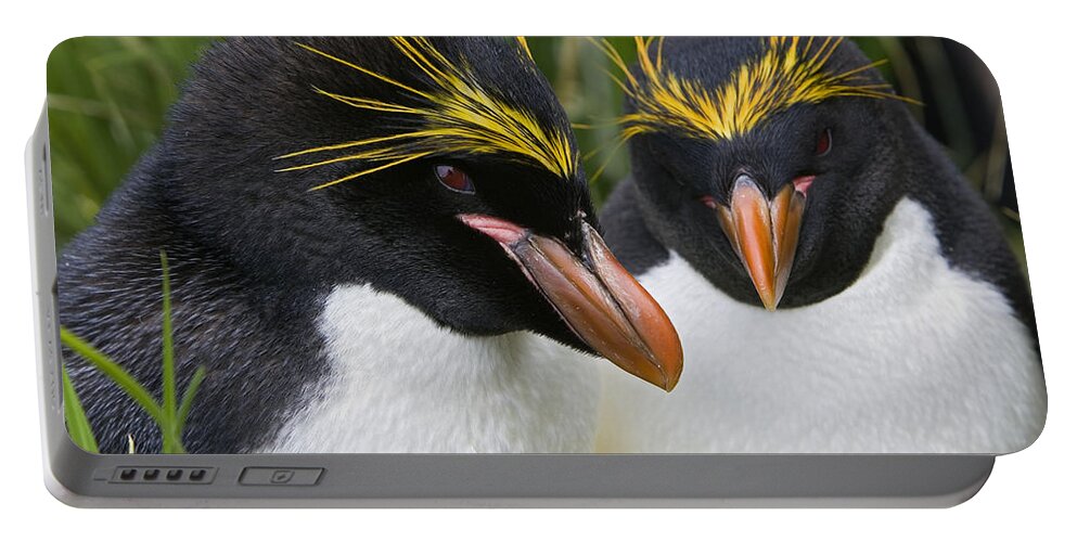 Mp Portable Battery Charger featuring the photograph Macaroni Penguin Eudyptes Chrysolophus by Suzi Eszterhas