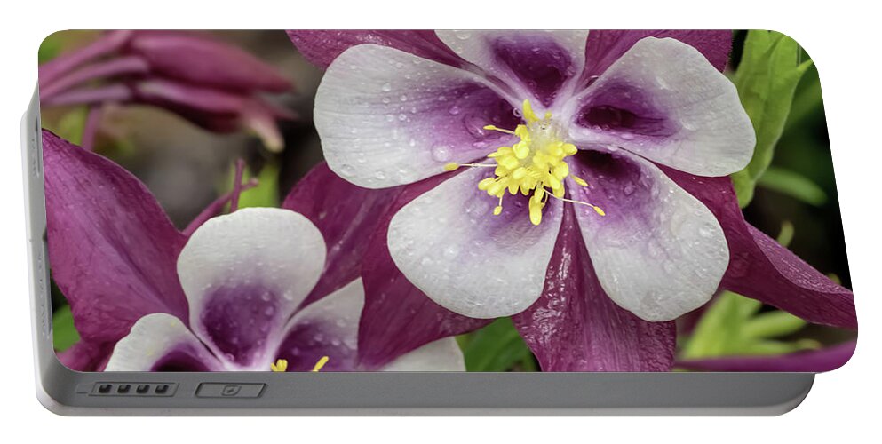 Aquilegia Portable Battery Charger featuring the photograph Magenta Columbines with Dew Drops by Dawn Key