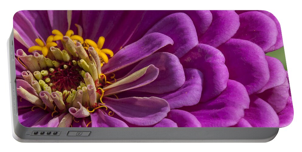 Beallesville Portable Battery Charger featuring the photograph Magenta Zinnia by Brian Green
