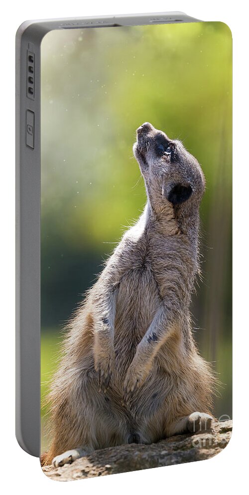 Meerkat Portable Battery Charger featuring the photograph Magical meerkat by Jane Rix