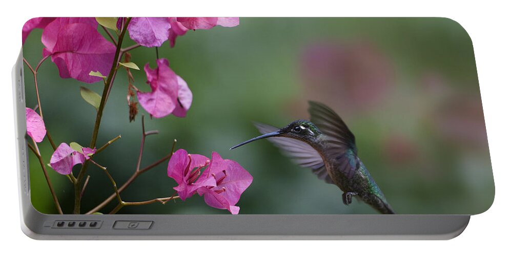 00429542 Portable Battery Charger featuring the photograph Magnificent Hummingbird Female Feeding by Tim Fitzharris