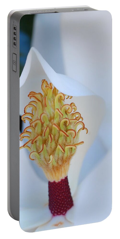 Flower Portable Battery Charger featuring the photograph Magnolia Blossom 1 by Amy Fose