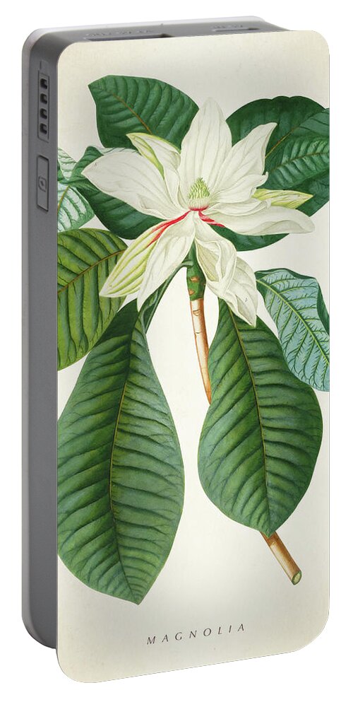 Magnolia Portable Battery Charger featuring the digital art Magnolia Botanical Print magnolia02 by Aged Pixel