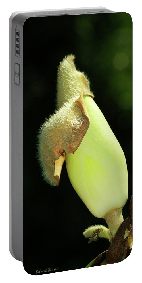 Magnolia Bud Portable Battery Charger featuring the photograph Magnolia Bud by Deborah Benoit