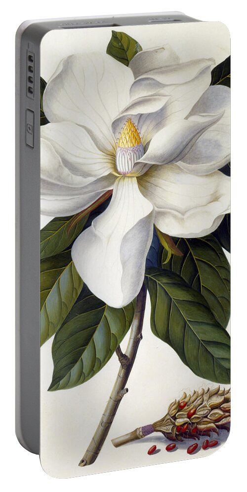 Magnolia Grandiflora Portable Battery Charger featuring the painting Magnolia grandiflora by Georg Dionysius Ehret