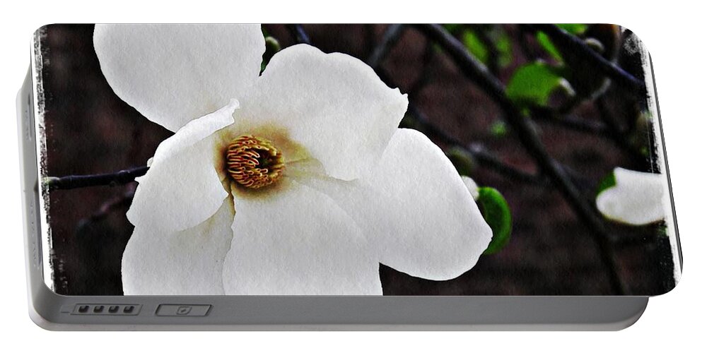 Magnolia Portable Battery Charger featuring the photograph Magnolia Memories 1 by Sarah Loft