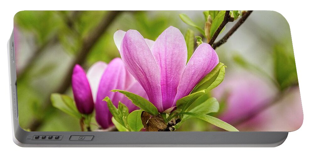Magnolia Portable Battery Charger featuring the photograph Magnolia by Karol Livote