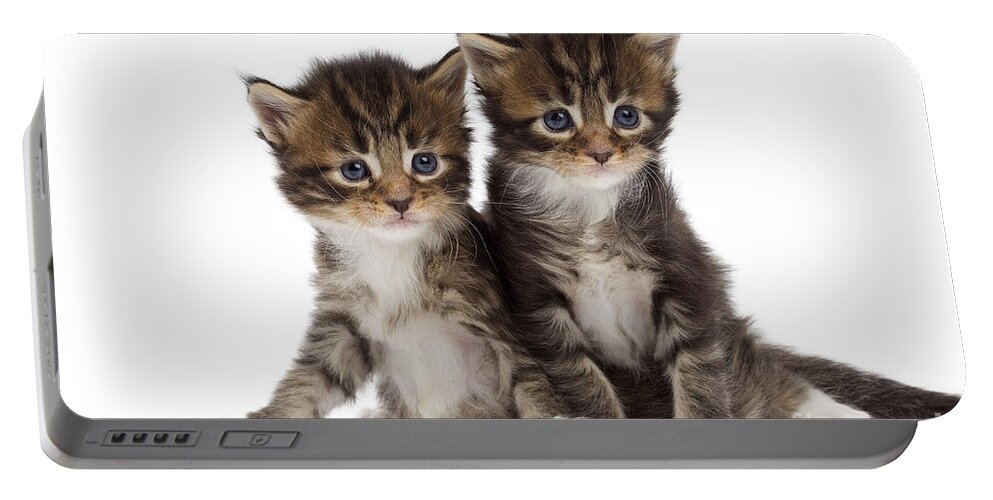 Cat Portable Battery Charger featuring the photograph Maine Coon Kittens by Jean-Michel Labat